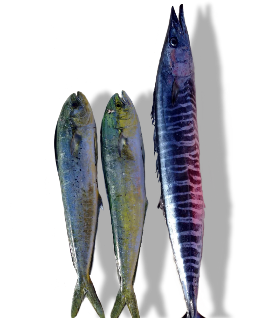 Окинавская рыбалка